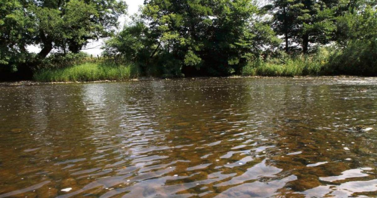 Two dogs rescued from drainage ditch in North Yorkshire