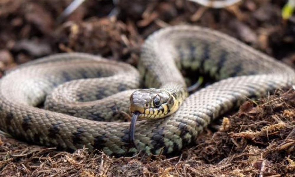 Grass Snake: Species seen in parts of County Durham