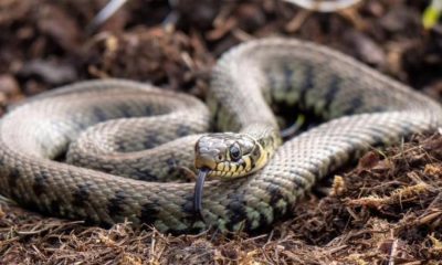 Grass Snake: Species seen in parts of County Durham
