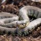 Grass Snake: Species seen in parts of County Durham