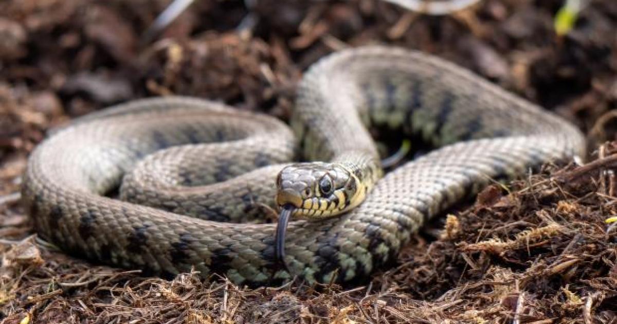 Grass Snake: Species seen in parts of County Durham
