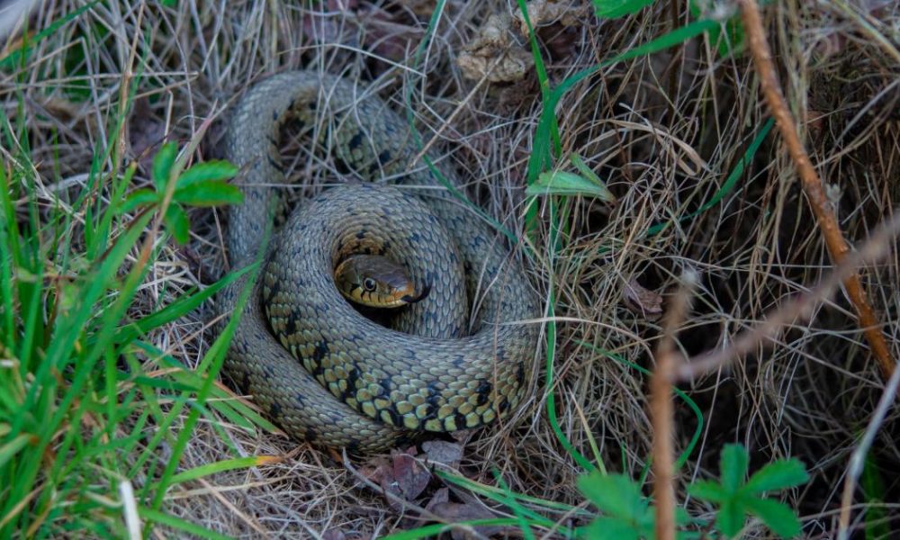 Man films wild poisonous snakes crawling around in UK