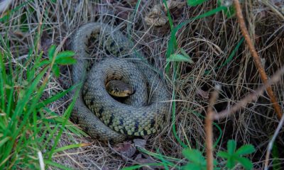 Man films wild poisonous snakes crawling around in UK