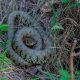 Man films wild poisonous snakes crawling around in UK
