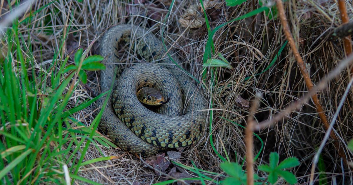 Man films wild poisonous snakes crawling around in UK