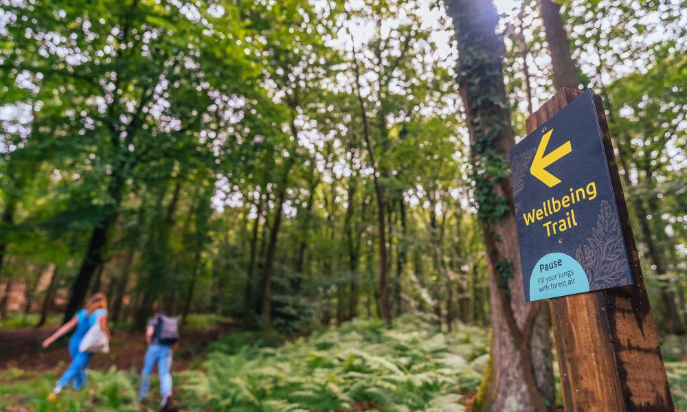 Woodland walks cut anxiety, study finds