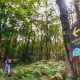 Woodland walks cut anxiety, study finds