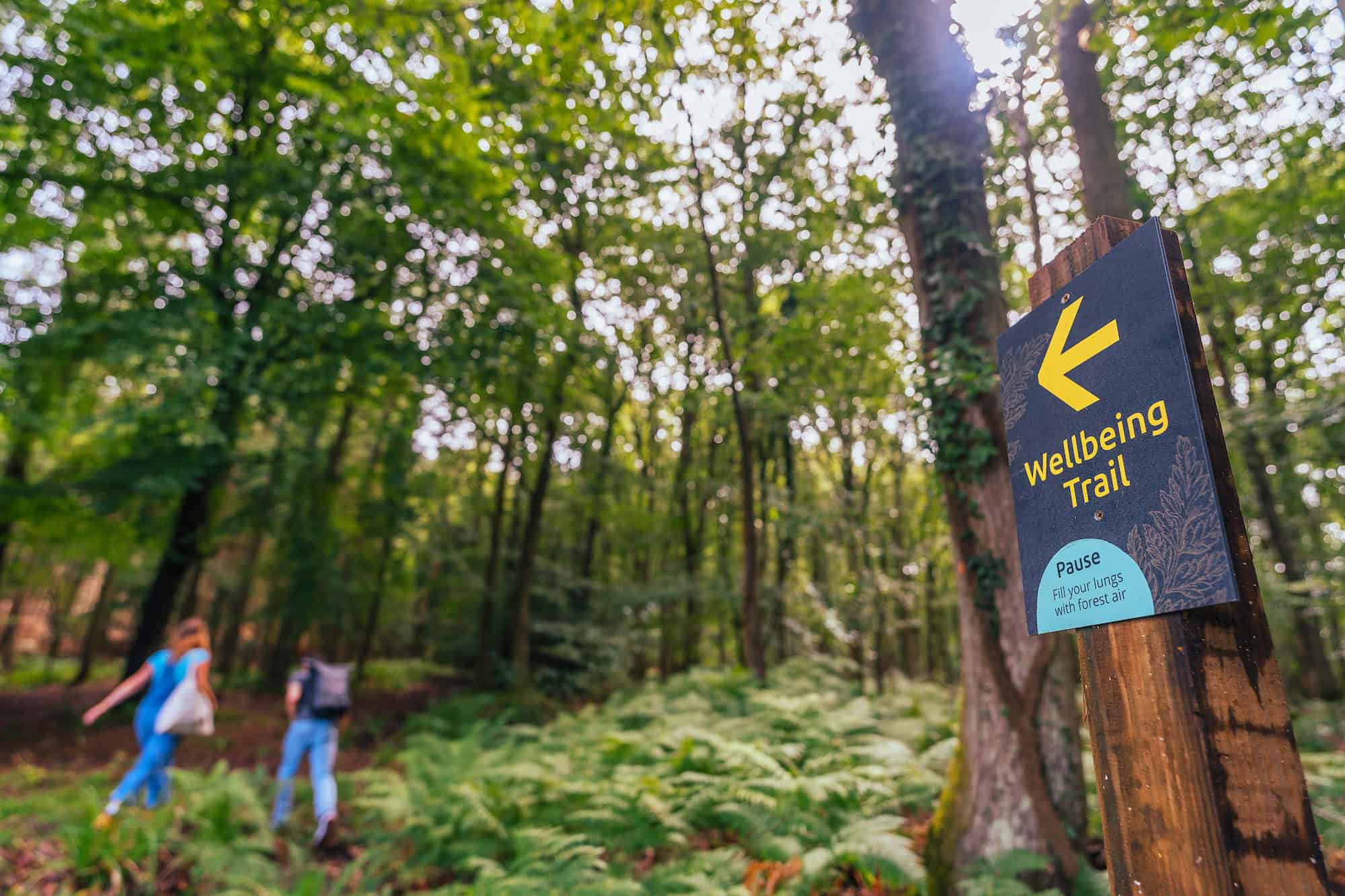 Woodland walks cut anxiety, study finds