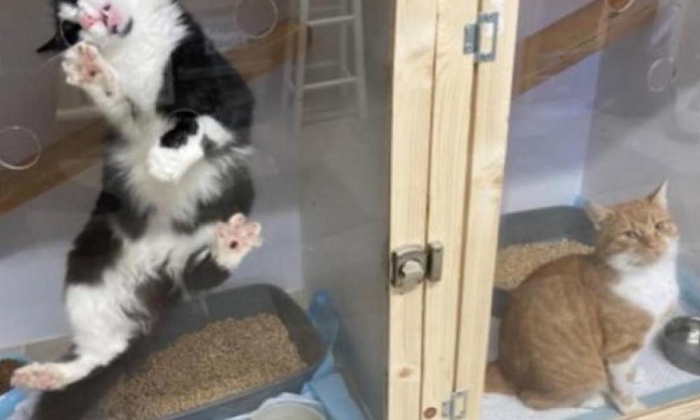 Avid's Angels cat rescue wins two major 2026 awards