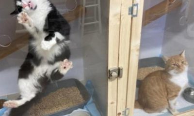 Avid's Angels cat rescue wins two major 2026 awards