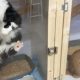 Avid's Angels cat rescue wins two major 2026 awards
