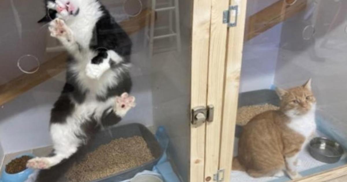 Avid's Angels cat rescue wins two major 2026 awards