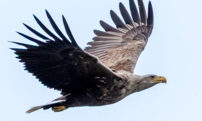 North England farmers fear livestock risk from eagle reintroduction