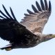 North England farmers fear livestock risk from eagle reintroduction