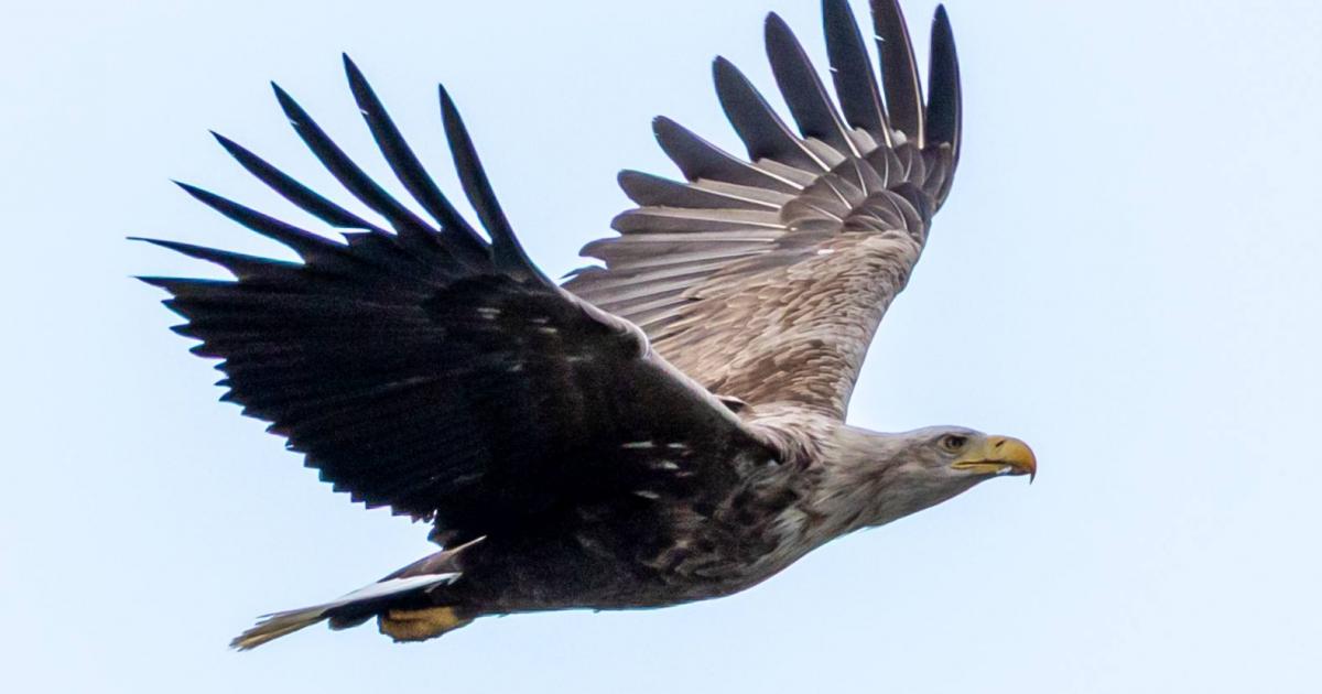 North England farmers fear livestock risk from eagle reintroduction