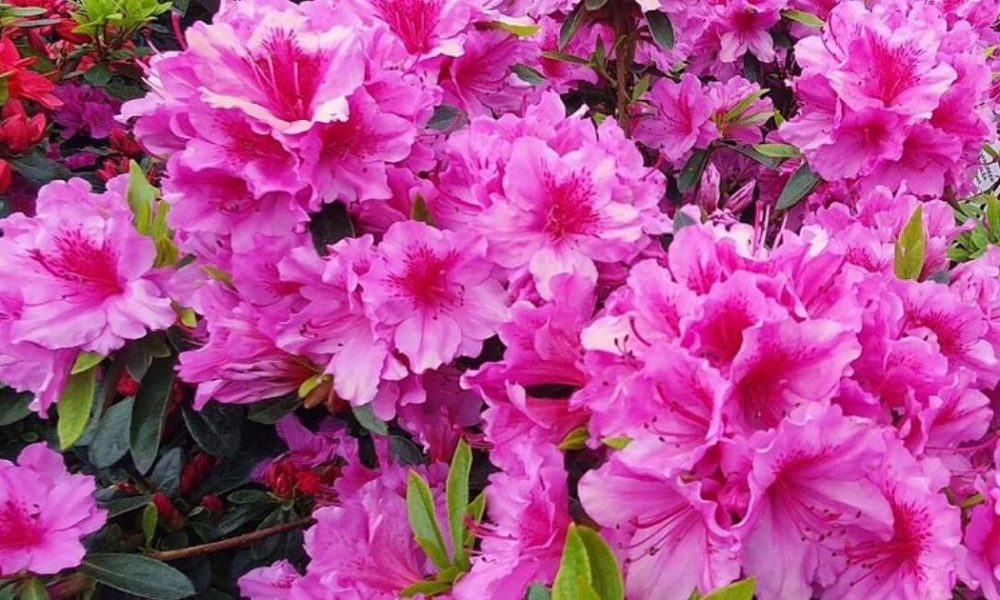 North Yorkshire woodland is a must see blooming in spring