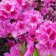 North Yorkshire woodland is a must see blooming in spring