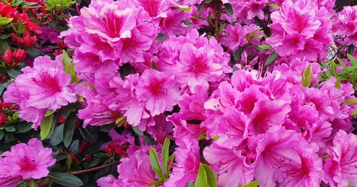 North Yorkshire woodland is a must see blooming in spring
