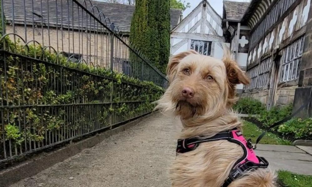 Smithills Hall in Bolton to host popular Fun Dog Show