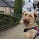 Smithills Hall in Bolton to host popular Fun Dog Show