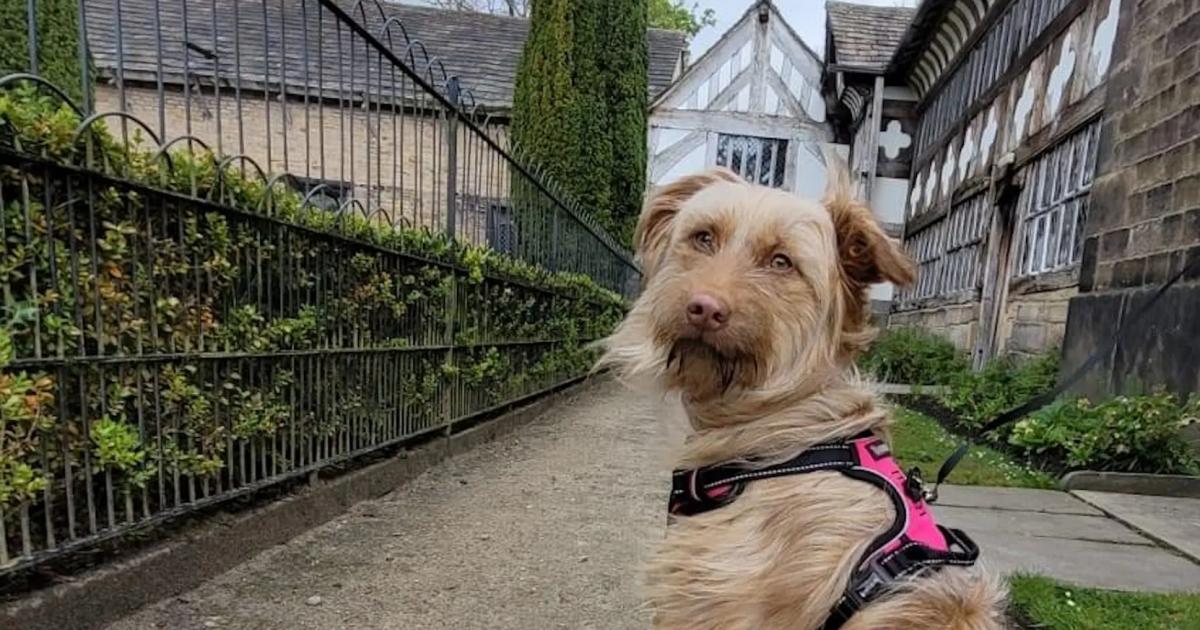 Smithills Hall in Bolton to host popular Fun Dog Show