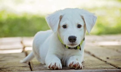 RSPCA celebrates 'historic day' for pet ownership in England