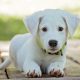 RSPCA celebrates 'historic day' for pet ownership in England