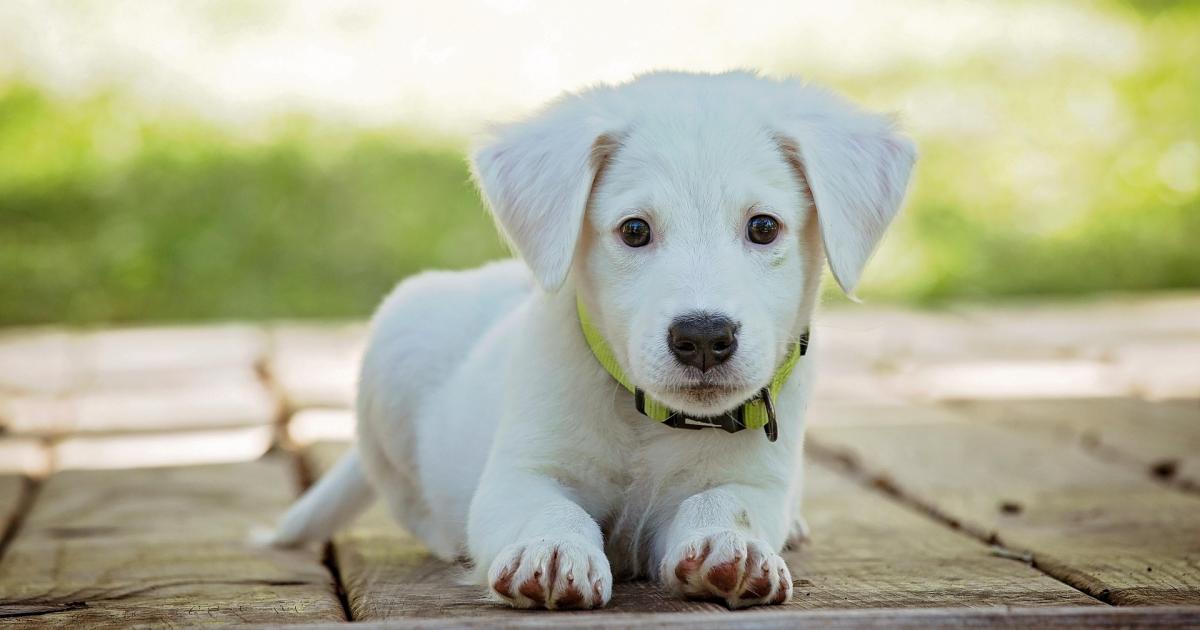 RSPCA celebrates 'historic day' for pet ownership in England