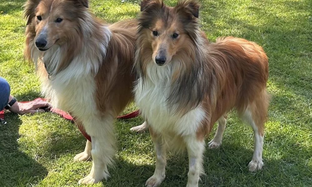 14 dogs rescued by RSPCA from 'squalid' Whitby home