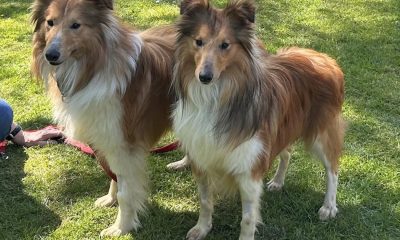 14 dogs rescued by RSPCA from 'squalid' Whitby home