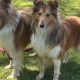 14 dogs rescued by RSPCA from 'squalid' Whitby home