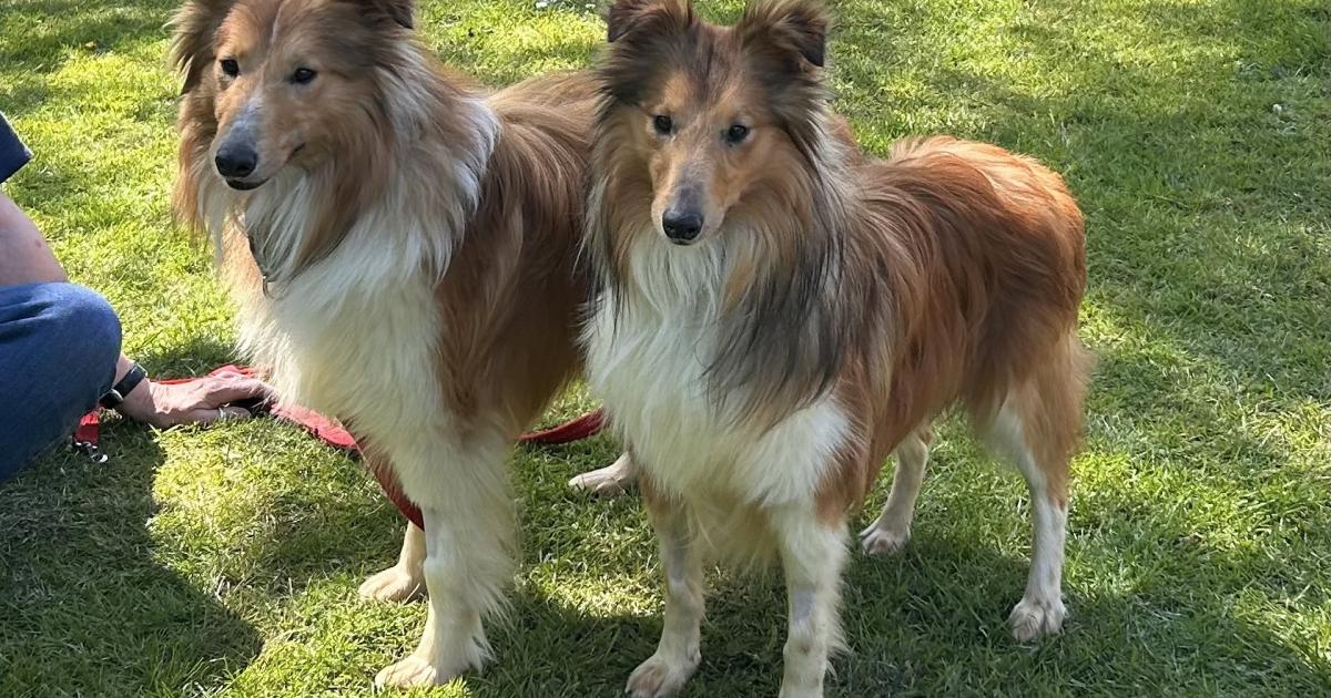 14 dogs rescued by RSPCA from 'squalid' Whitby home