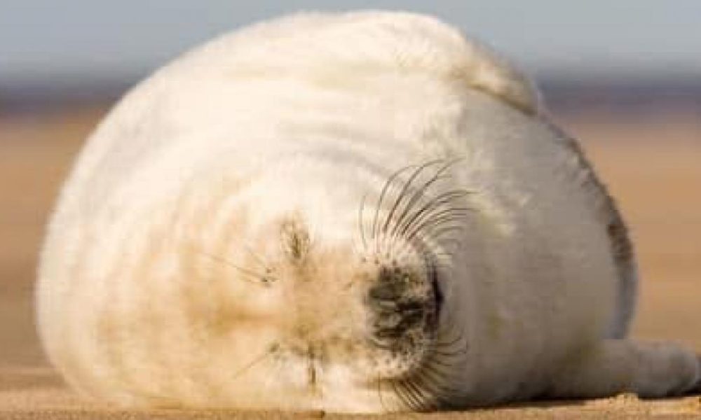Coastguards ask public not to ring them about seals