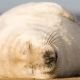 Coastguards ask public not to ring them about seals