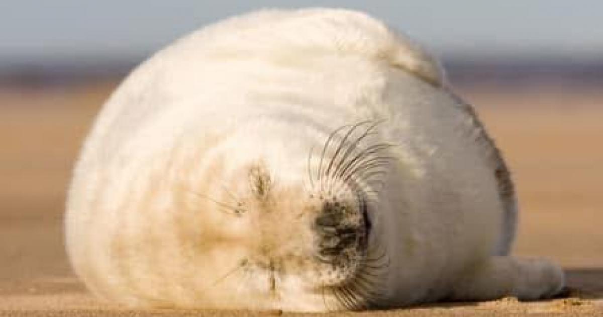 Coastguards ask public not to ring them about seals