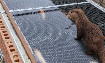 Photo of York otter preying on fish pond in local garden