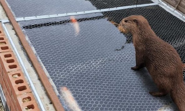 Photo of York otter preying on fish pond in local garden