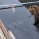 Photo of York otter preying on fish pond in local garden