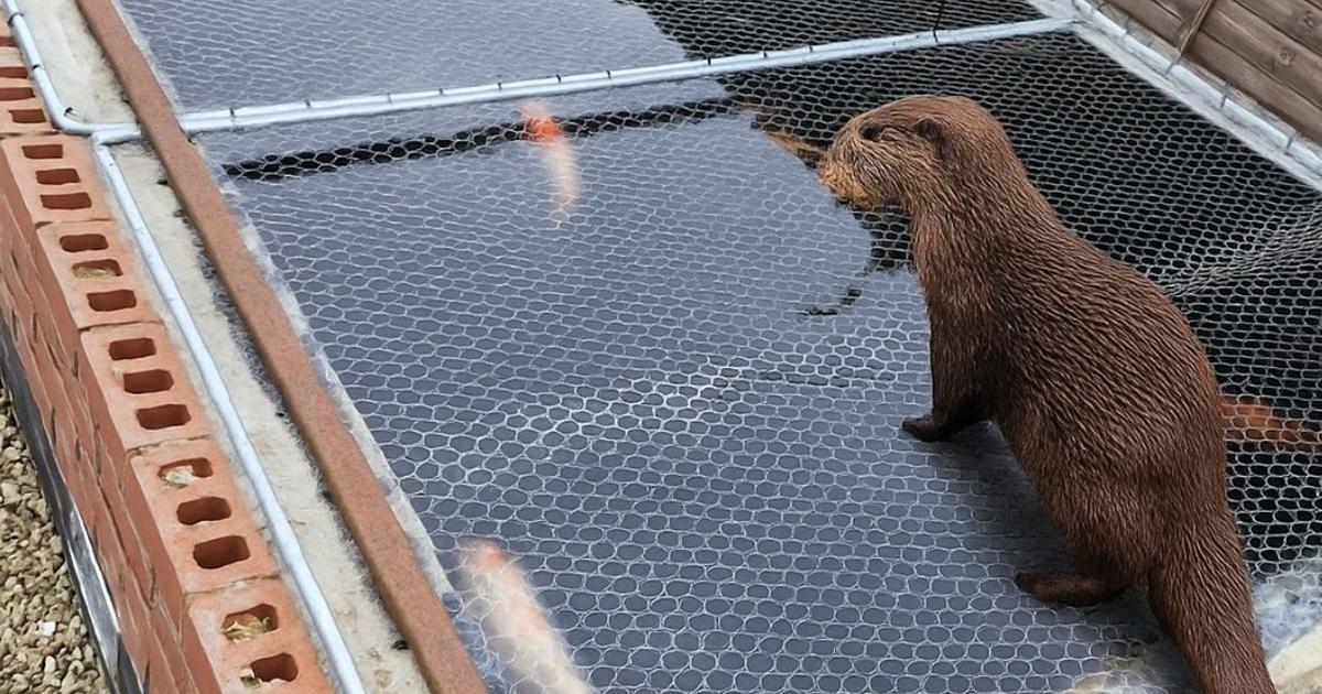 Photo of York otter preying on fish pond in local garden