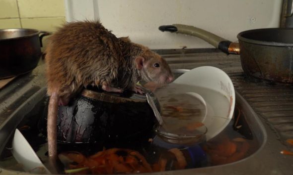 Brits issued home rat warning amid huge increase in activity