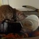 Brits issued home rat warning amid huge increase in activity