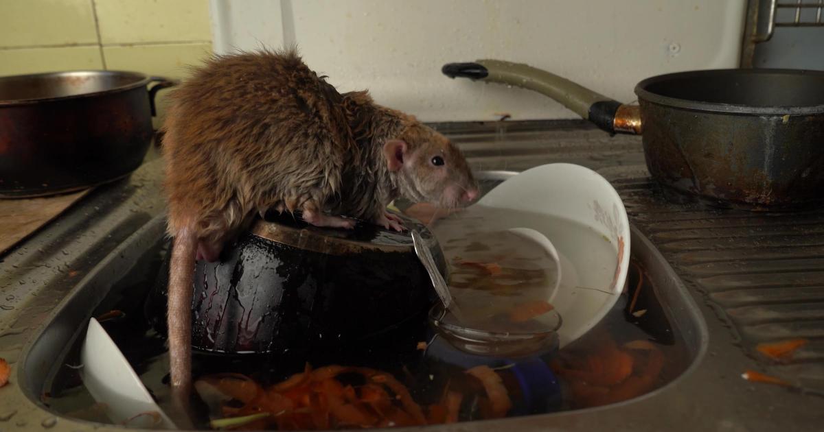 Brits issued home rat warning amid huge increase in activity