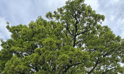 Ramsbottom dad's row with Bury Council over large tree