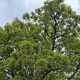 Ramsbottom dad's row with Bury Council over large tree