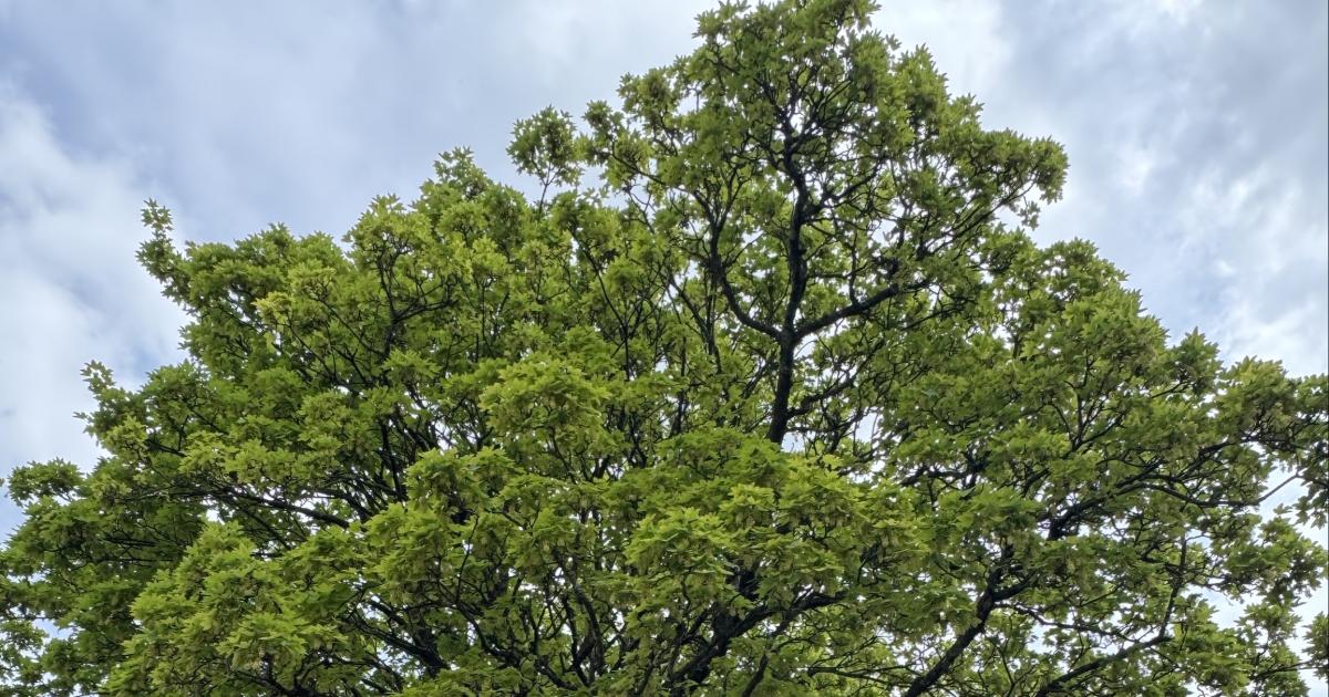Ramsbottom dad's row with Bury Council over large tree