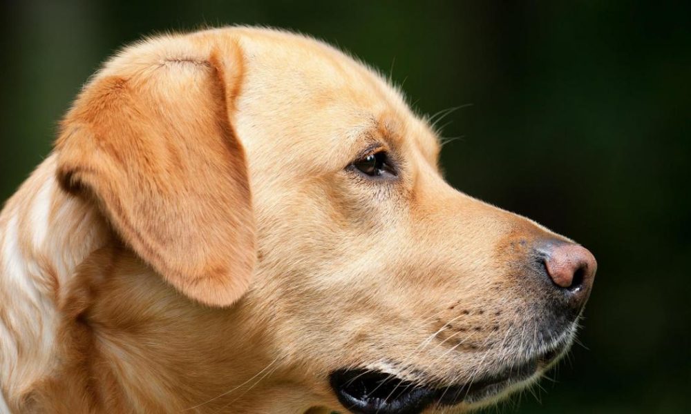 Labrador cross dog has bitten person in Killinghall