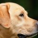 Labrador cross dog has bitten person in Killinghall