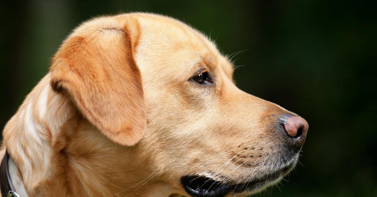 Labrador cross dog has bitten person in Killinghall