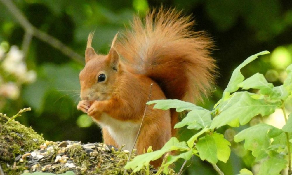 Young Red Squirrel arrives at Castle Howard Arboretum