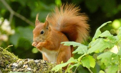 Young Red Squirrel arrives at Castle Howard Arboretum